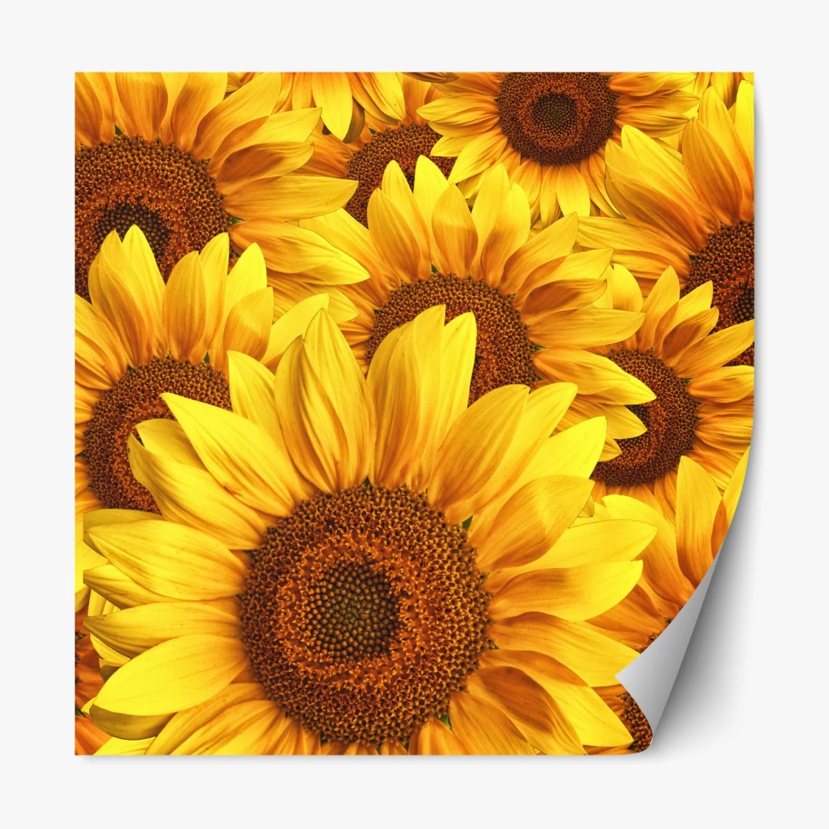 Repositionierbarer Aufkleber goldene sonnenblumen – Wallnifity®