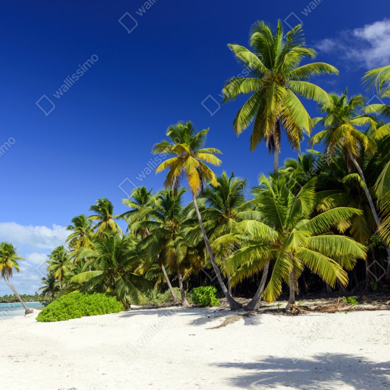 Repositionierbarer Aufkleber ruhiger tropischer strand in Punta Cana – Wallnifity® Repositionierbarer Aufkleber ruhiger tropischer strand in Punta Cana – Wallnifity®