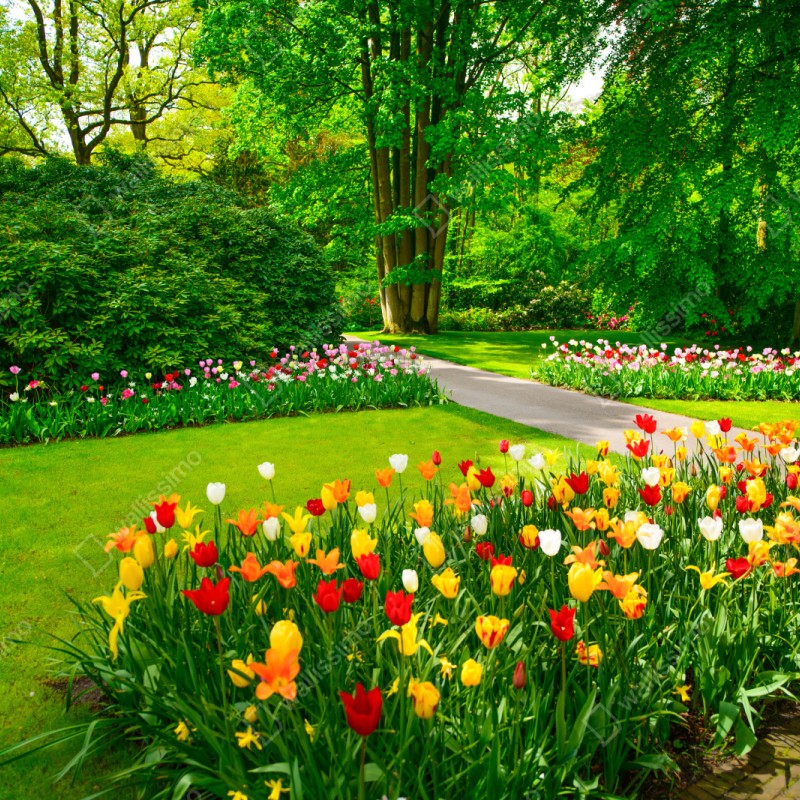 Repositionierbarer Aufkleber lebendiger tulpengarten in Keukenhof – Wallnifity® Repositionierbarer Aufkleber lebendiger tulpengarten in Keukenhof – Wallnifity®