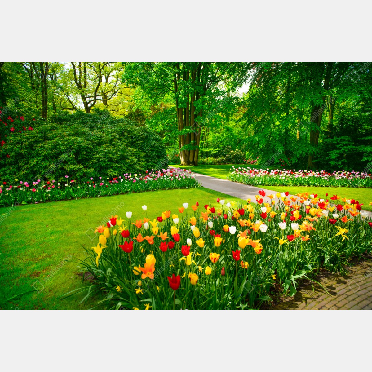Repositionierbarer Aufkleber lebendiger tulpengarten in Keukenhof – Wallnifity® Repositionierbarer Aufkleber lebendiger tulpengarten in Keukenhof – Wallnifity®