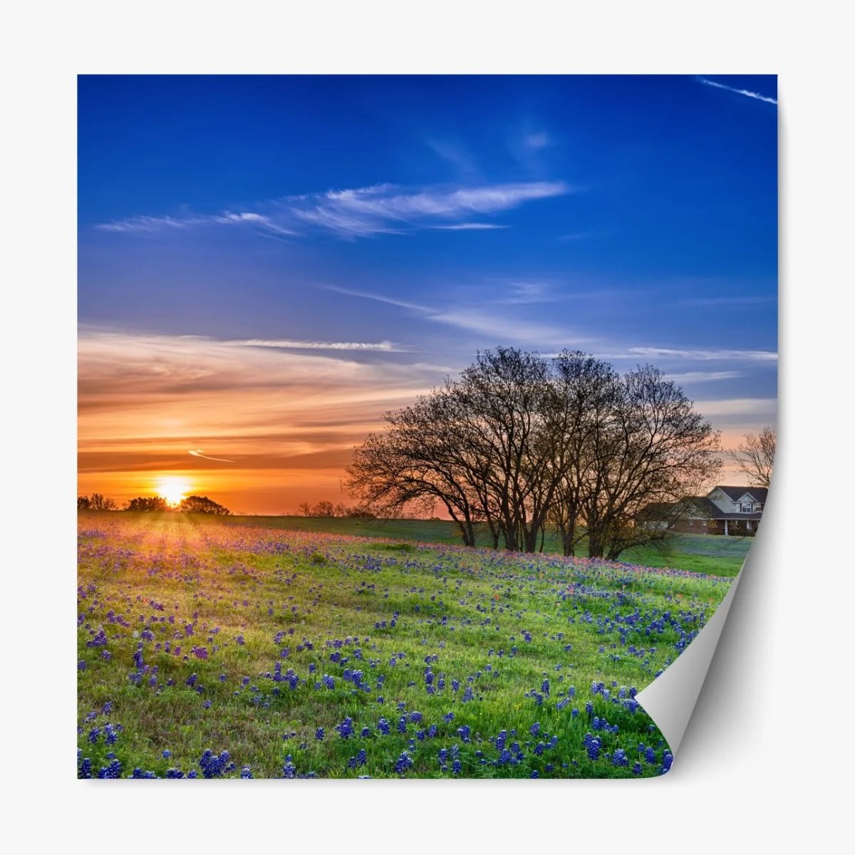 Repositionierbarer Aufkleber Texas wiese mit bluebonnets im sonnenaufgang – Wallnifity® Repositionierbarer Aufkleber Texas wiese mit bluebonnets im sonnenaufgang – Wallnifity®