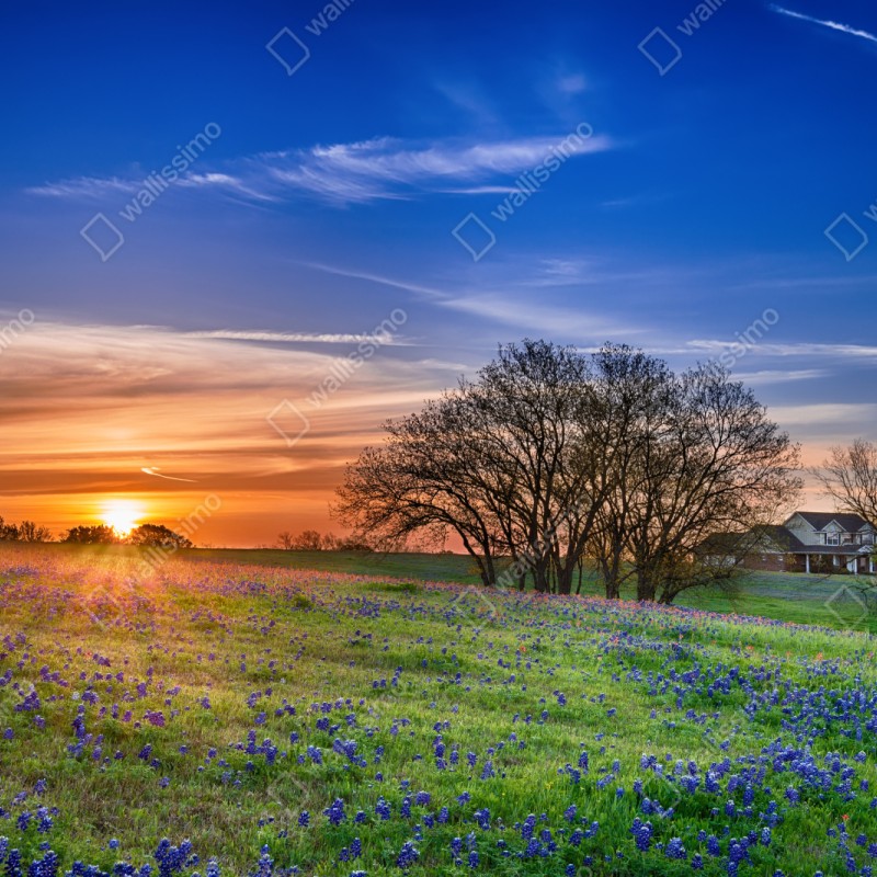 Repositionierbarer Aufkleber Texas wiese mit bluebonnets im sonnenaufgang – Wallnifity® Repositionierbarer Aufkleber Texas wiese mit bluebonnets im sonnenaufgang – Wallnifity®