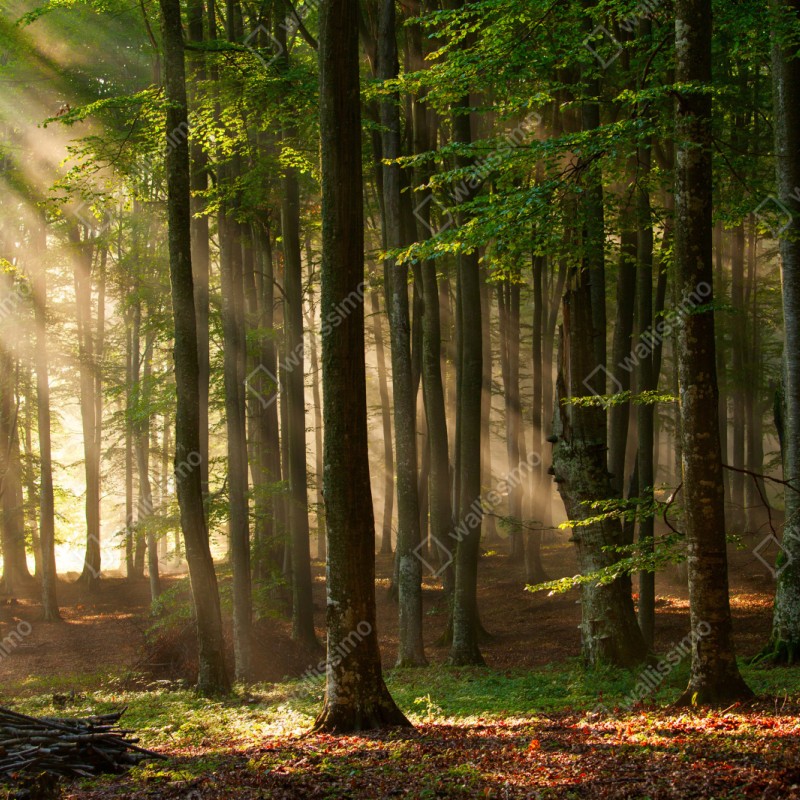 Repositionierbarer Aufkleber morgendliches licht im buchenwald – Wallnifity® Repositionierbarer Aufkleber morgendliches licht im buchenwald – Wallnifity®