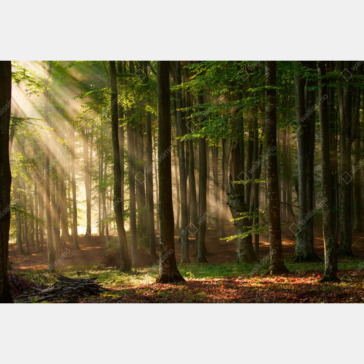 Repositionierbarer Aufkleber morgendliches licht im buchenwald – Wallnifity® Repositionierbarer Aufkleber morgendliches licht im buchenwald – Wallnifity®
