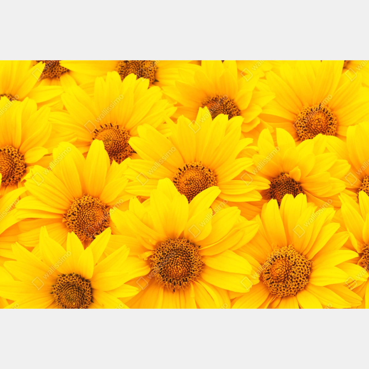 Repositionierbarer Aufkleber leuchtende gelbe sonnenblumen in nahaufnahme – Wallnifity® Repositionierbarer Aufkleber leuchtende gelbe sonnenblumen in nahaufnahme – Wallnifity®