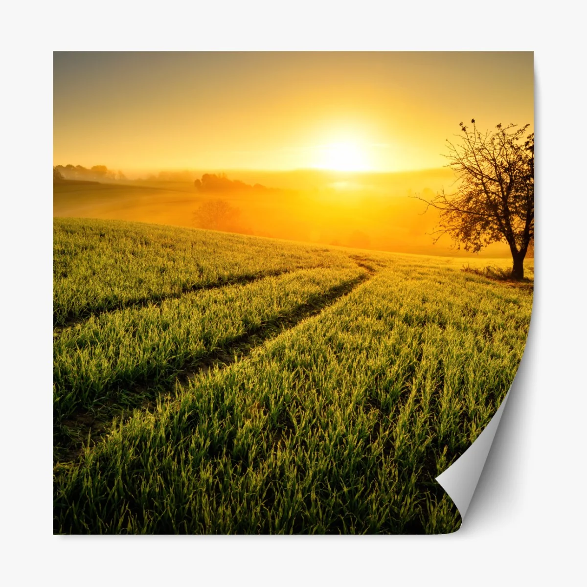 Repositionierbarer Aufkleber sonnenbeschienene wiese im frühlicht – Wallnifity® Repositionierbarer Aufkleber sonnenbeschienene wiese im frühlicht – Wallnifity®