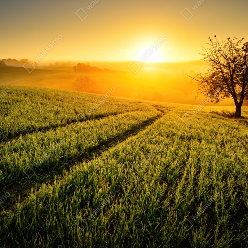 Repositionierbarer Aufkleber sonnenbeschienene wiese im frühlicht – Wallnifity® Repositionierbarer Aufkleber sonnenbeschienene wiese im frühlicht – Wallnifity®