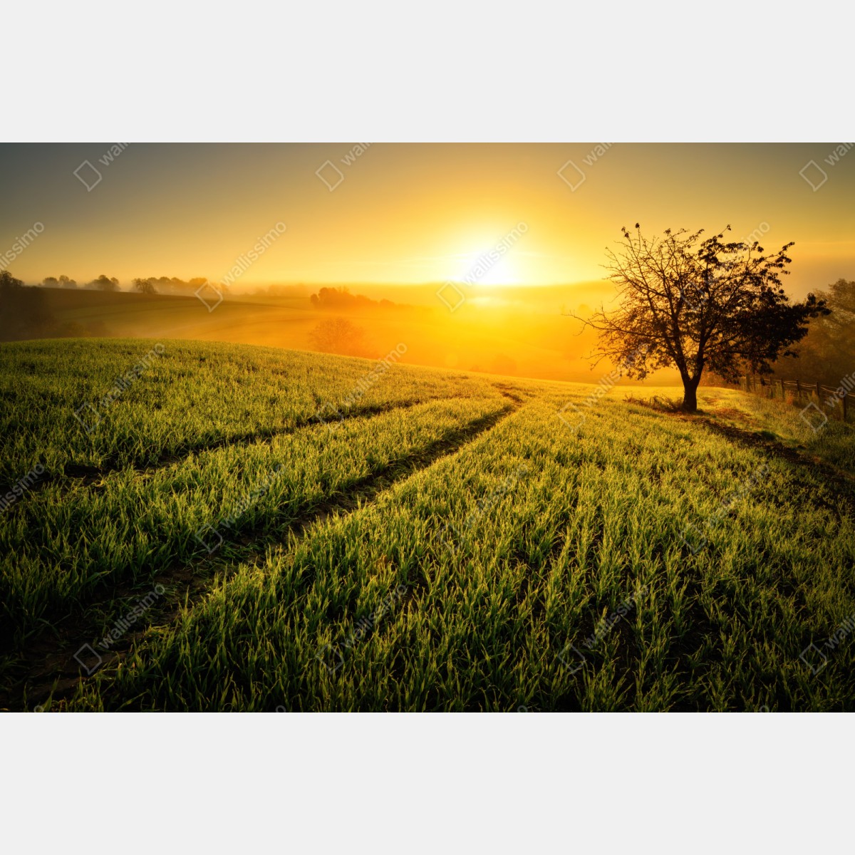 Repositionierbarer Aufkleber sonnenbeschienene wiese im frühlicht – Wallnifity® Repositionierbarer Aufkleber sonnenbeschienene wiese im frühlicht – Wallnifity®