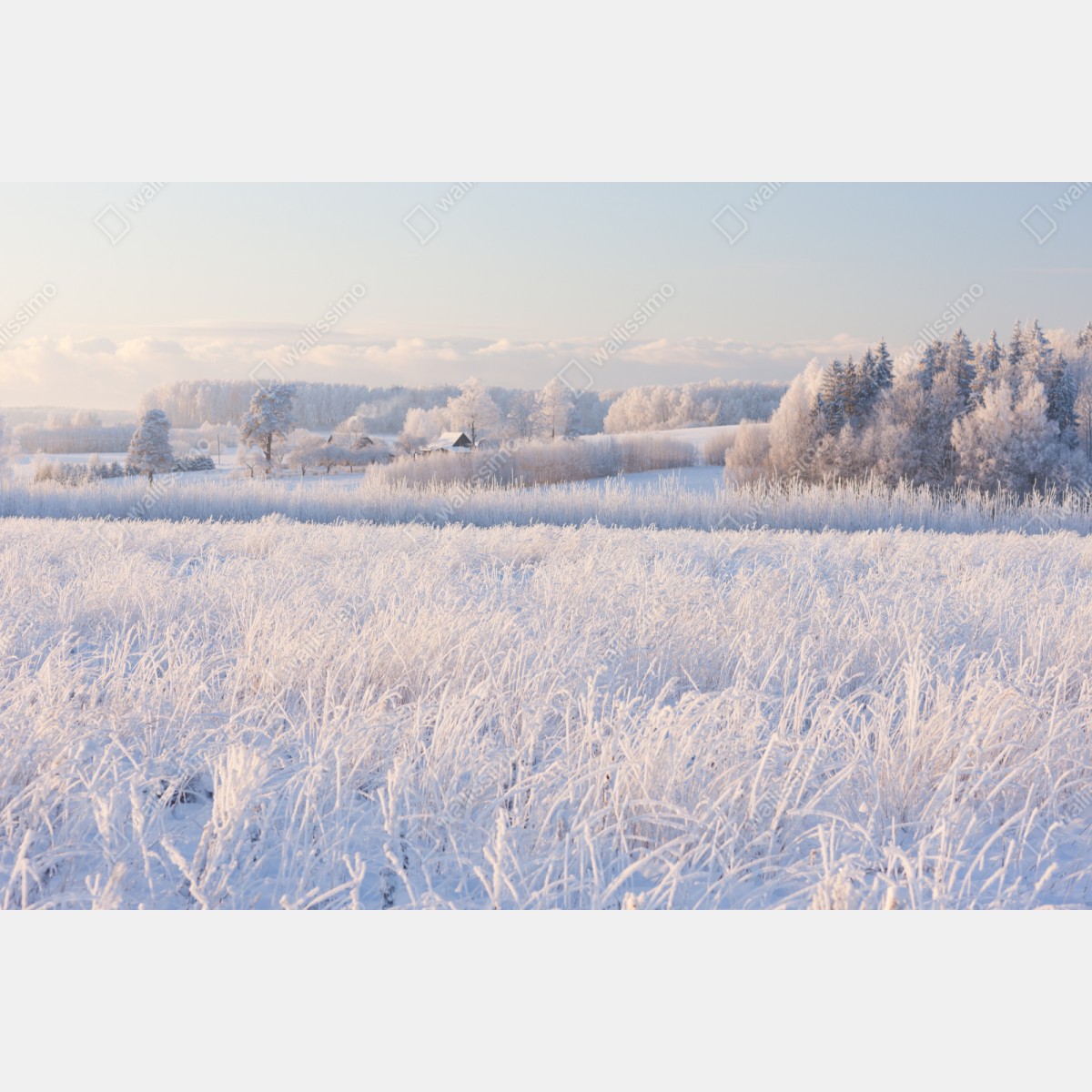 Repositionierbarer Aufkleber wiese mit reif im morgenlicht – Wallnifity® Repositionierbarer Aufkleber wiese mit reif im morgenlicht – Wallnifity®
