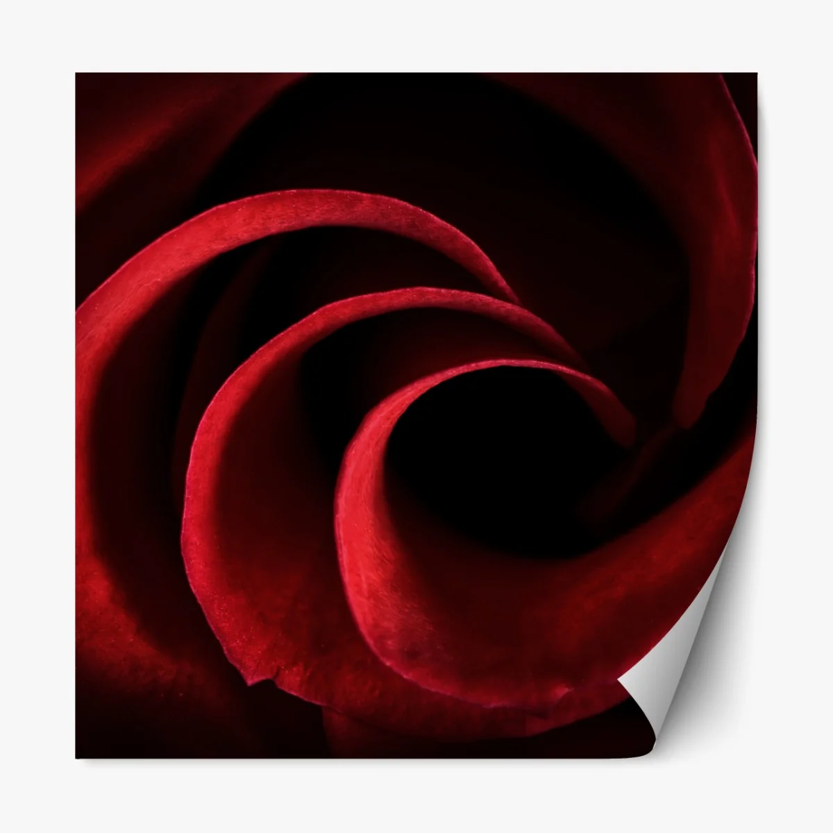 Repositionierbarer Aufkleber spirale aus tiefroten rosenblättern – Wallnifity®