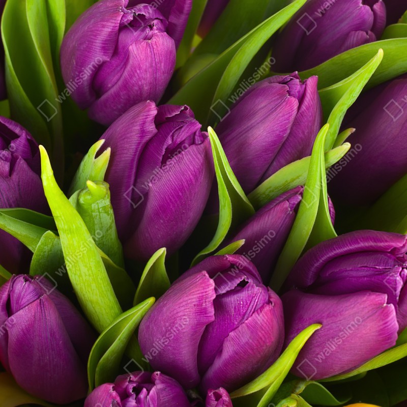 Repositionierbarer Aufkleber lila tulpen im bukett – Wallnifity® Repositionierbarer Aufkleber lila tulpen im bukett – Wallnifity®