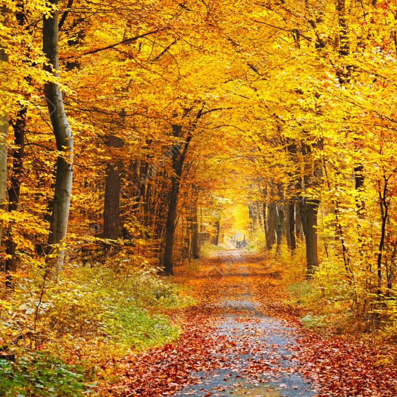 Repositionierbarer Aufkleber goldener herbstwald pfad – Wallnifity® Repositionierbarer Aufkleber goldener herbstwald pfad – Wallnifity®