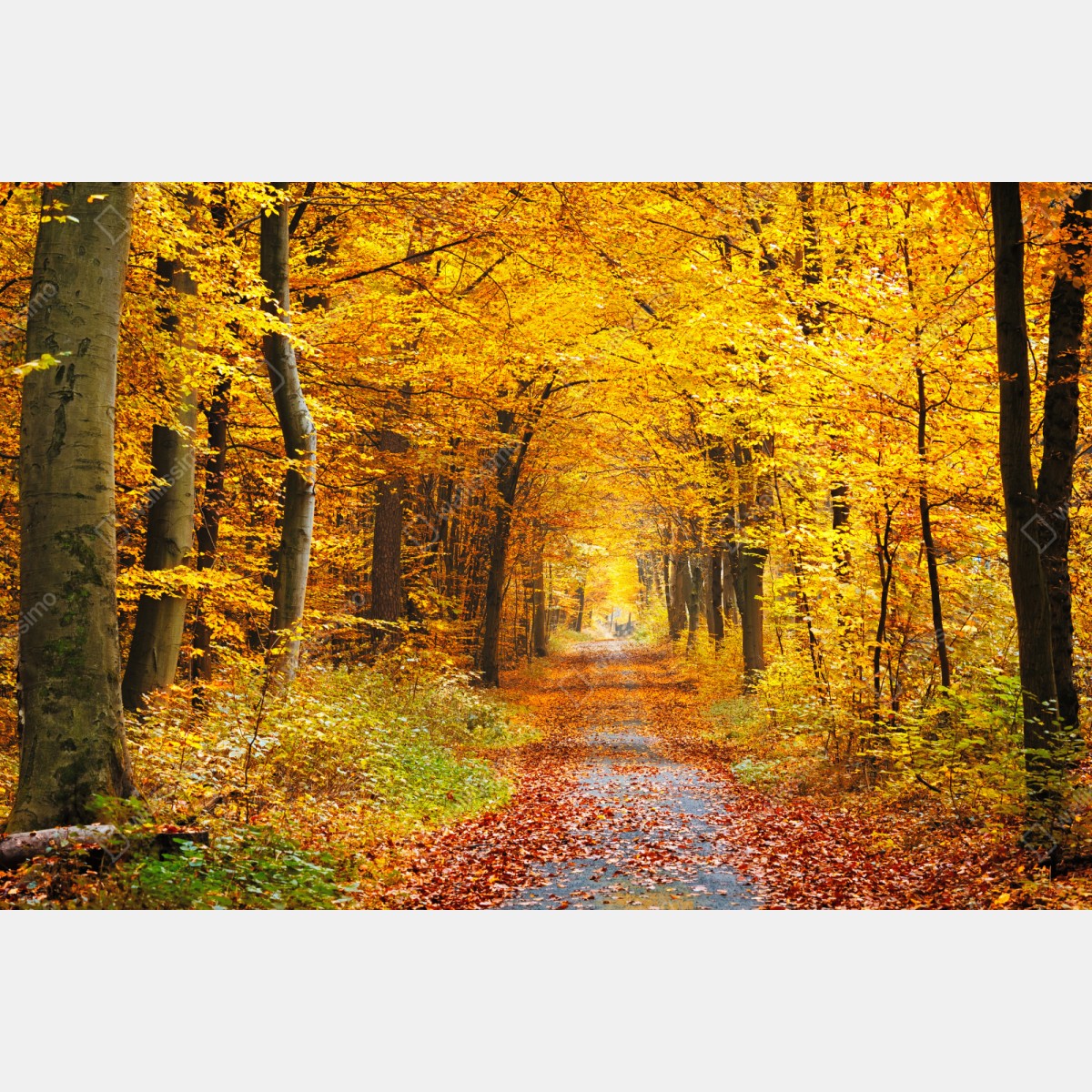 Repositionierbarer Aufkleber goldener herbstwald pfad – Wallnifity® Repositionierbarer Aufkleber goldener herbstwald pfad – Wallnifity®