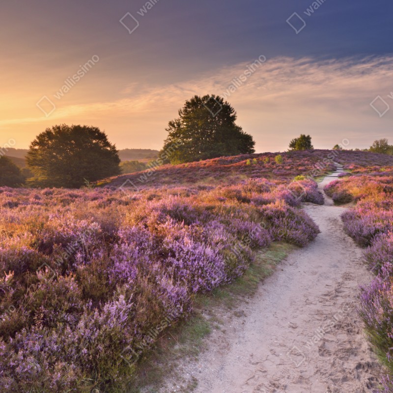 Repositionierbarer Aufkleber Posbank bei sonnenaufgang über blühender heide – Wallnifity® Repositionierbarer Aufkleber Posbank bei sonnenaufgang über blühender heide – Wallnifity®
