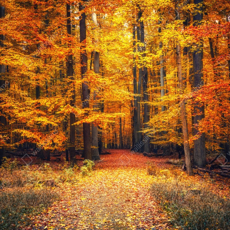 Repositionierbarer Aufkleber herbstlicher waldpfad mit goldenen blättern – Wallnifity® Repositionierbarer Aufkleber herbstlicher waldpfad mit goldenen blättern – Wallnifity®