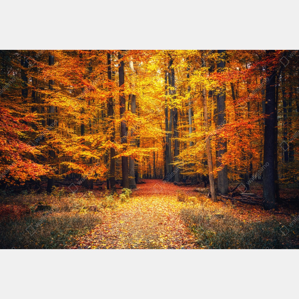 Repositionierbarer Aufkleber herbstlicher waldpfad mit goldenen blättern – Wallnifity® Repositionierbarer Aufkleber herbstlicher waldpfad mit goldenen blättern – Wallnifity®
