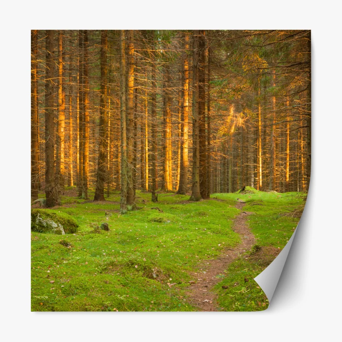 Repositionierbarer Aufkleber goldenes licht im moosbedeckten kiefernwald – Wallnifity® Repositionierbarer Aufkleber goldenes licht im moosbedeckten kiefernwald – Wallnifity®