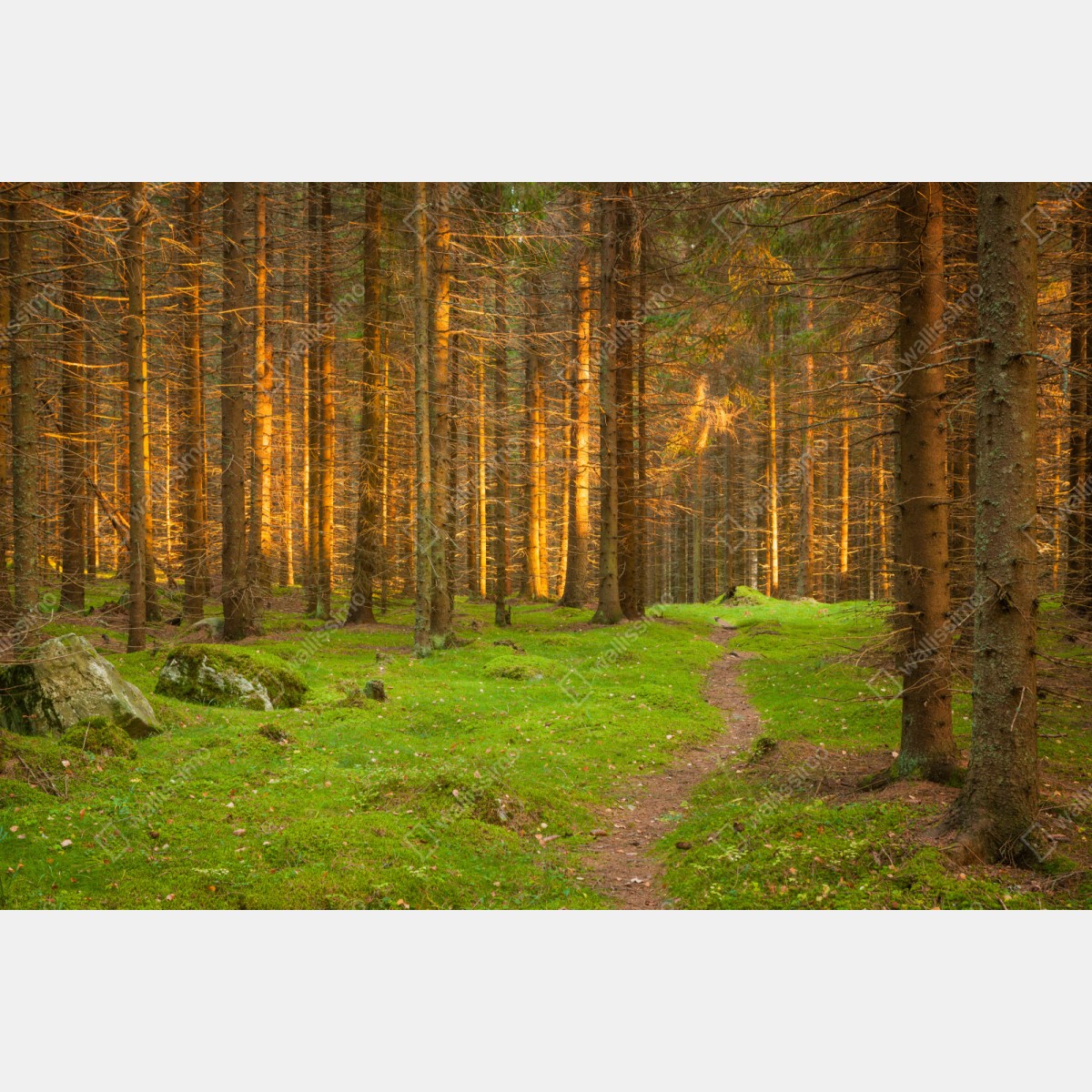 Repositionierbarer Aufkleber goldenes licht im moosbedeckten kiefernwald – Wallnifity® Repositionierbarer Aufkleber goldenes licht im moosbedeckten kiefernwald – Wallnifity®