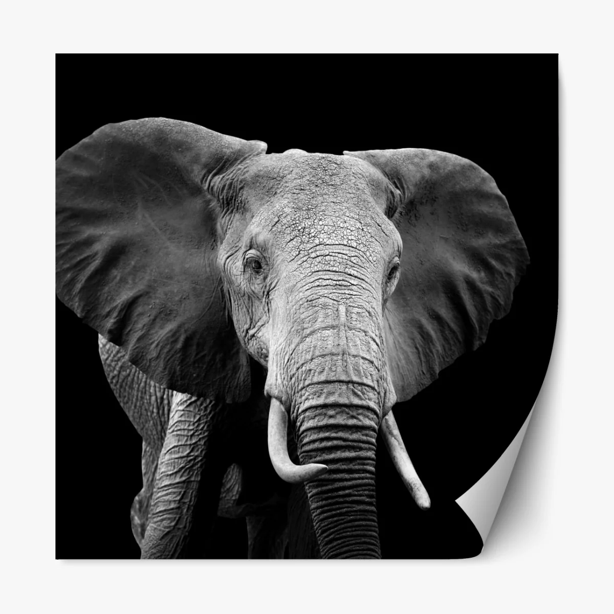 Repositionierbarer Aufkleber majestätisches elefantenporträt in monochrom – Wallnifity® Repositionierbarer Aufkleber majestätisches elefantenporträt in monochrom – Wallnifity®