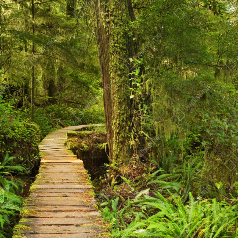 Repositionierbarer Aufkleber steg im Pacific Rim regenwald – Wallnifity® Repositionierbarer Aufkleber steg im Pacific Rim regenwald – Wallnifity®