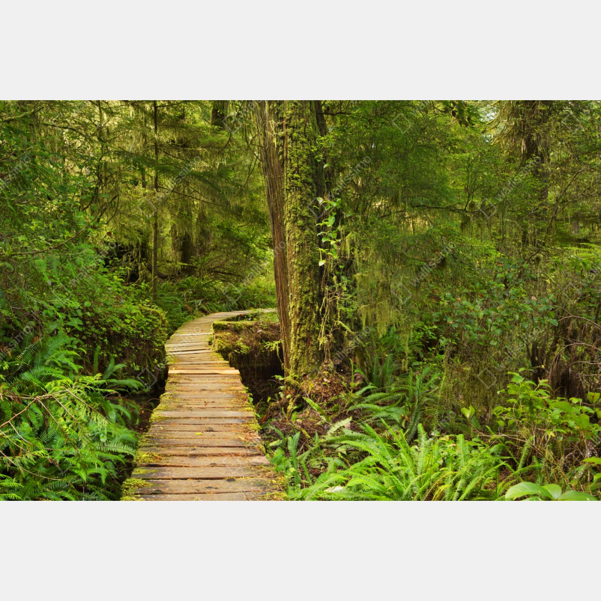 Repositionierbarer Aufkleber steg im Pacific Rim regenwald – Wallnifity® Repositionierbarer Aufkleber steg im Pacific Rim regenwald – Wallnifity®