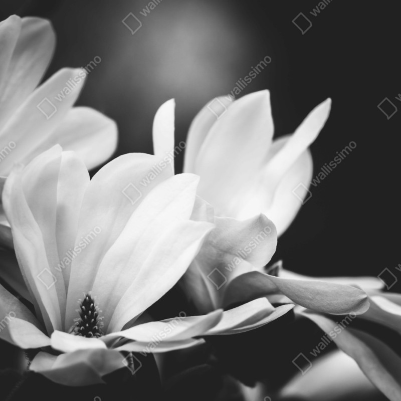 Repositionierbarer Aufkleber schwarzweiß magnolienblüte nahaufnahme – Wallnifity® Repositionierbarer Aufkleber schwarzweiß magnolienblüte nahaufnahme – Wallnifity®