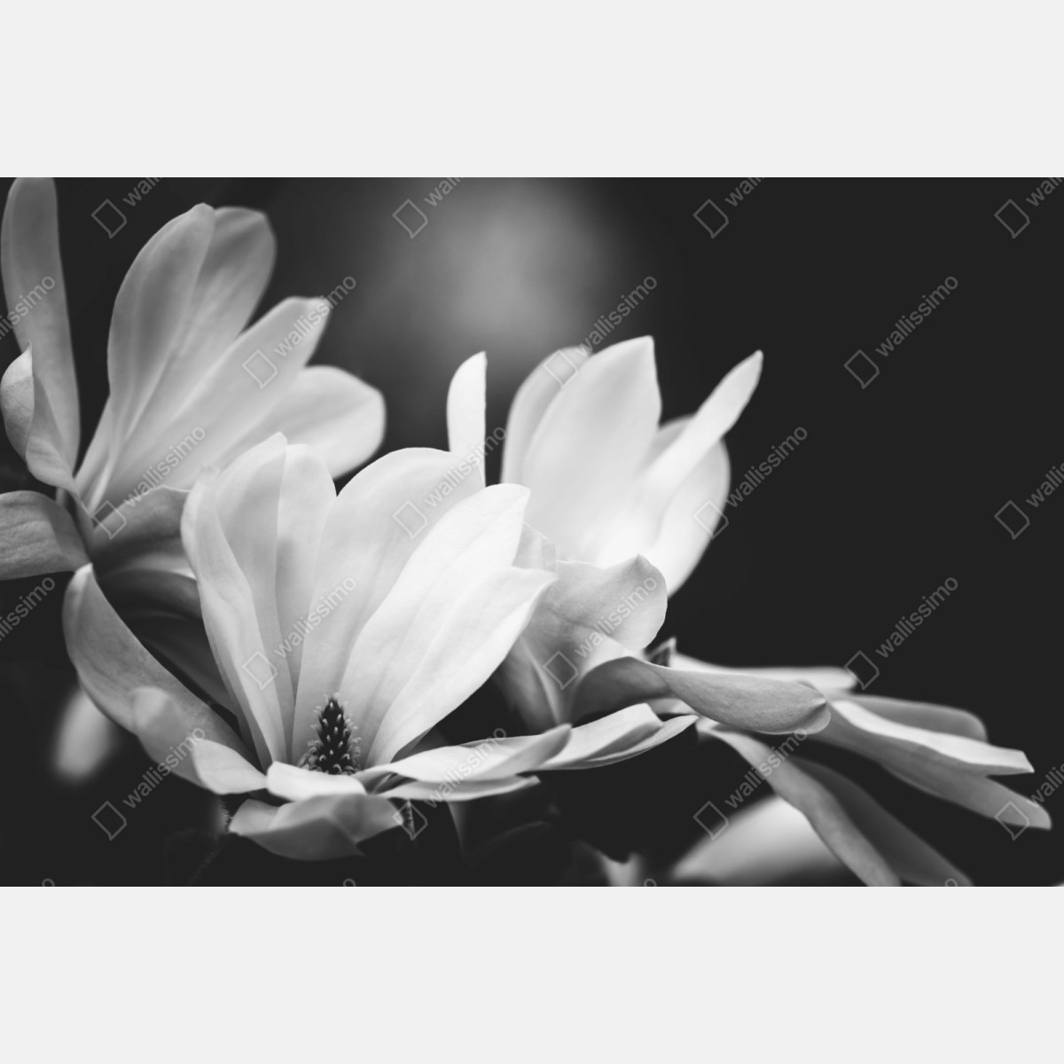 Repositionierbarer Aufkleber schwarzweiß magnolienblüte nahaufnahme – Wallnifity® Repositionierbarer Aufkleber schwarzweiß magnolienblüte nahaufnahme – Wallnifity®
