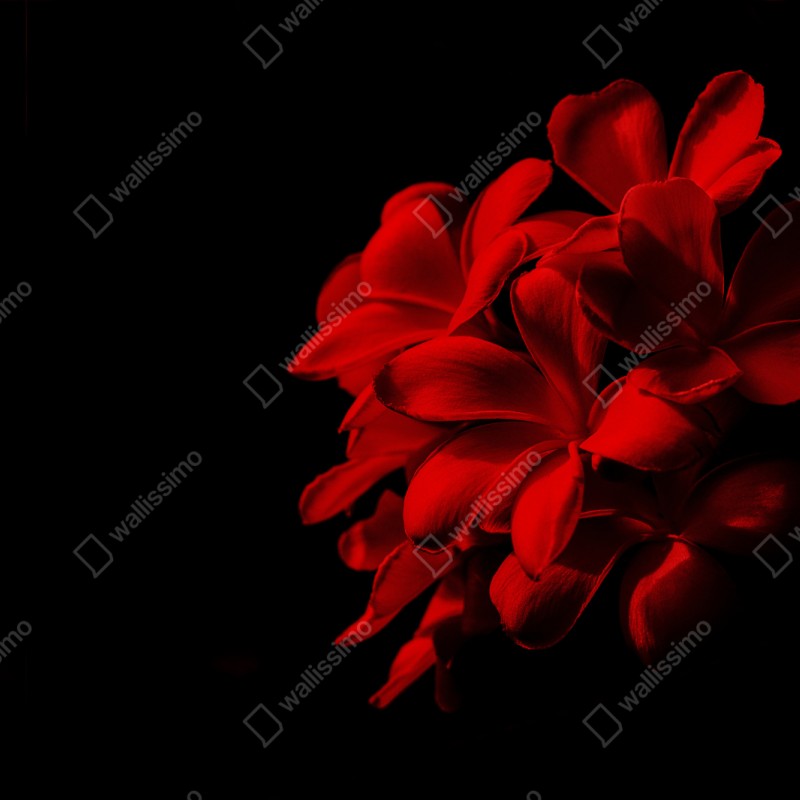 Repositionierbarer Aufkleber rote plumeria auf schwarzem hintergrund – Wallnifity® Repositionierbarer Aufkleber rote plumeria auf schwarzem hintergrund – Wallnifity®