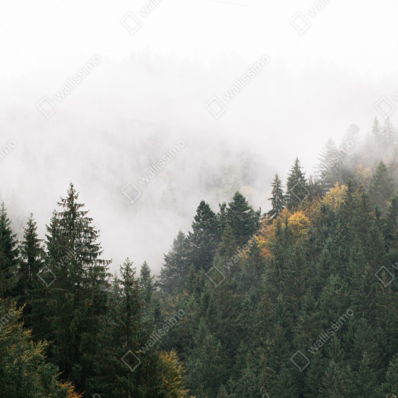 Repositionierbarer Aufkleber nebliger bergwald im dunst – Wallnifity® Repositionierbarer Aufkleber nebliger bergwald im dunst – Wallnifity®