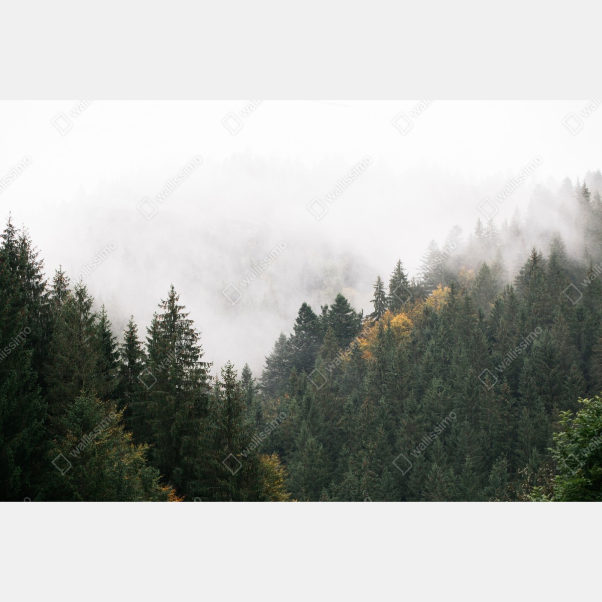 Repositionierbarer Aufkleber nebliger bergwald im dunst – Wallnifity® Repositionierbarer Aufkleber nebliger bergwald im dunst – Wallnifity®