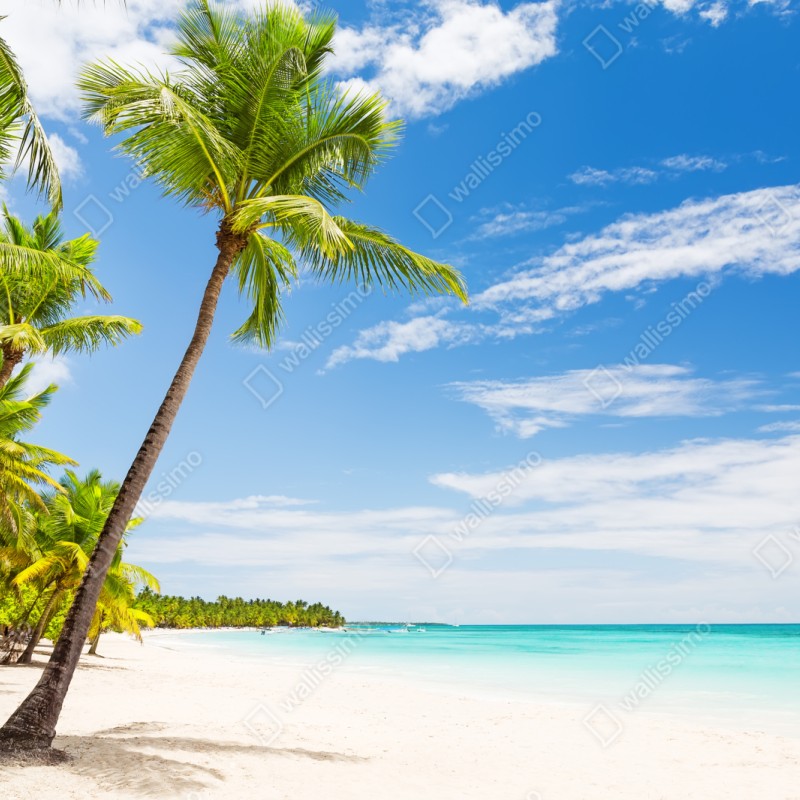 Repositionierbarer Aufkleber palmenstrand in Punta Cana – Wallnifity® Repositionierbarer Aufkleber palmenstrand in Punta Cana – Wallnifity®