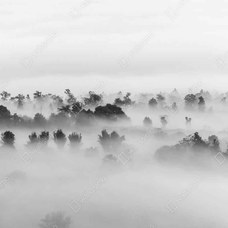 Repositionierbarer Aufkleber nebliger wald in monochrom – Wallnifity® Repositionierbarer Aufkleber nebliger wald in monochrom – Wallnifity®