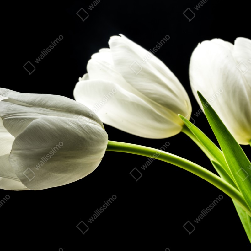 Repositionierbarer Aufkleber elegante weiße tulpen vor schwarzem hintergrund – Wallnifity® Repositionierbarer Aufkleber elegante weiße tulpen vor schwarzem hintergrund – Wallnifity®