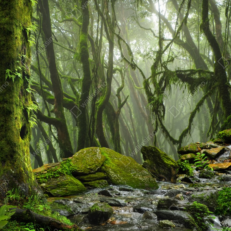 Repositionierbarer Aufkleber moosiger wald mit bach im nebel – Wallnifity® Repositionierbarer Aufkleber moosiger wald mit bach im nebel – Wallnifity®