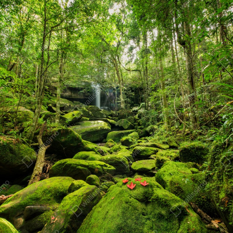 Repositionierbarer Aufkleber üppiger moosbewachsener wasserfall im tropischen wald – Wallnifity® Repositionierbarer Aufkleber üppiger moosbewachsener wasserfall im tropischen wald – Wallnifity®