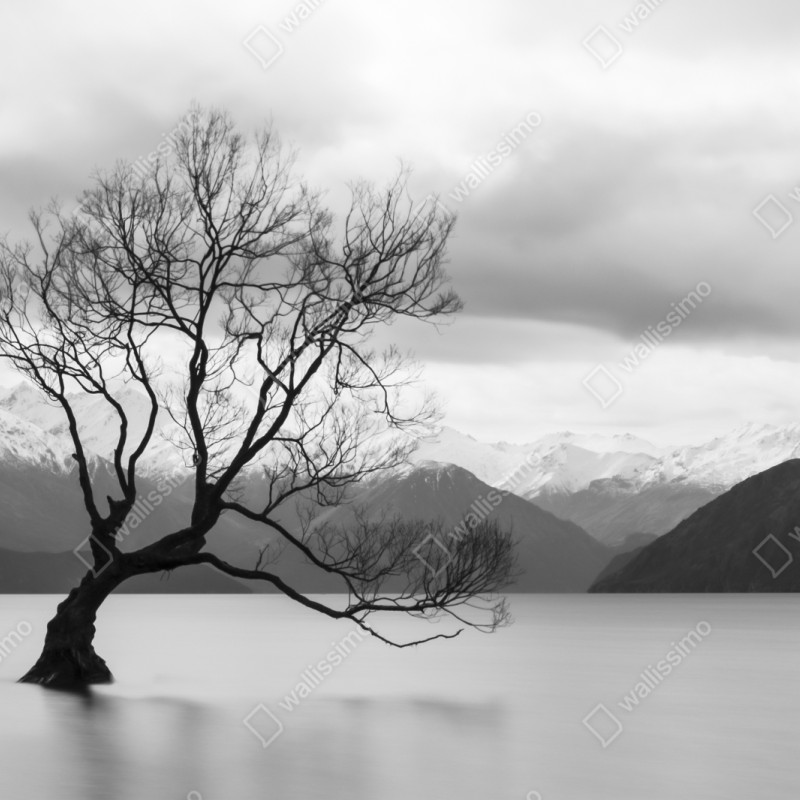 Repositionierbarer Aufkleber einsamer baum im see in schwarzweiß – Wallnifity® Repositionierbarer Aufkleber einsamer baum im see in schwarzweiß – Wallnifity®