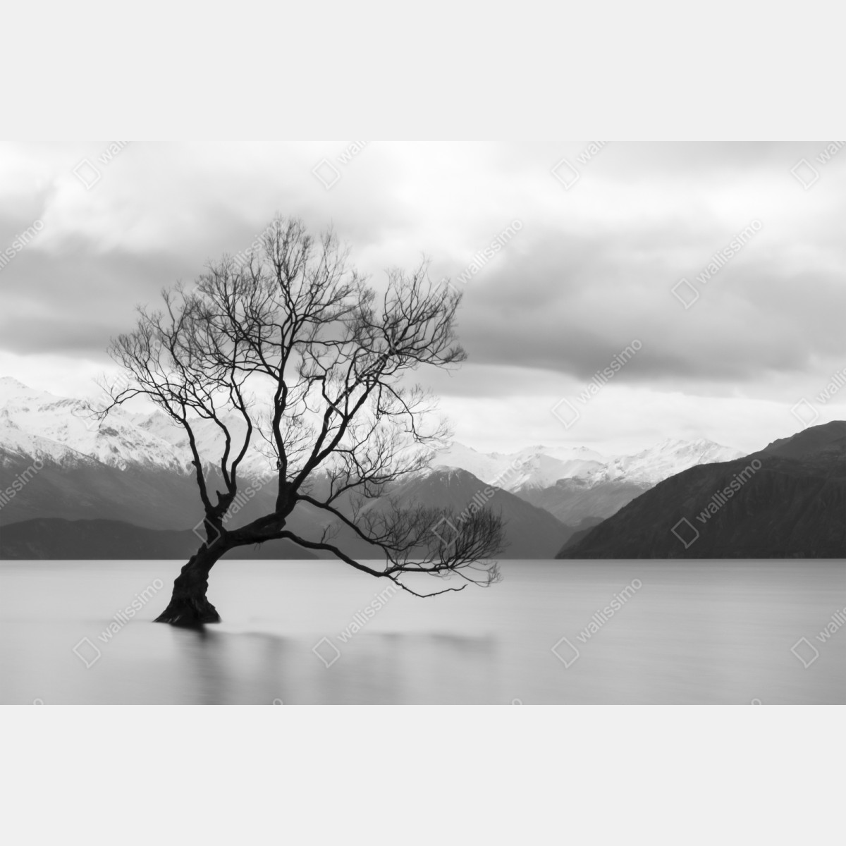 Repositionierbarer Aufkleber einsamer baum im see in schwarzweiß – Wallnifity® Repositionierbarer Aufkleber einsamer baum im see in schwarzweiß – Wallnifity®