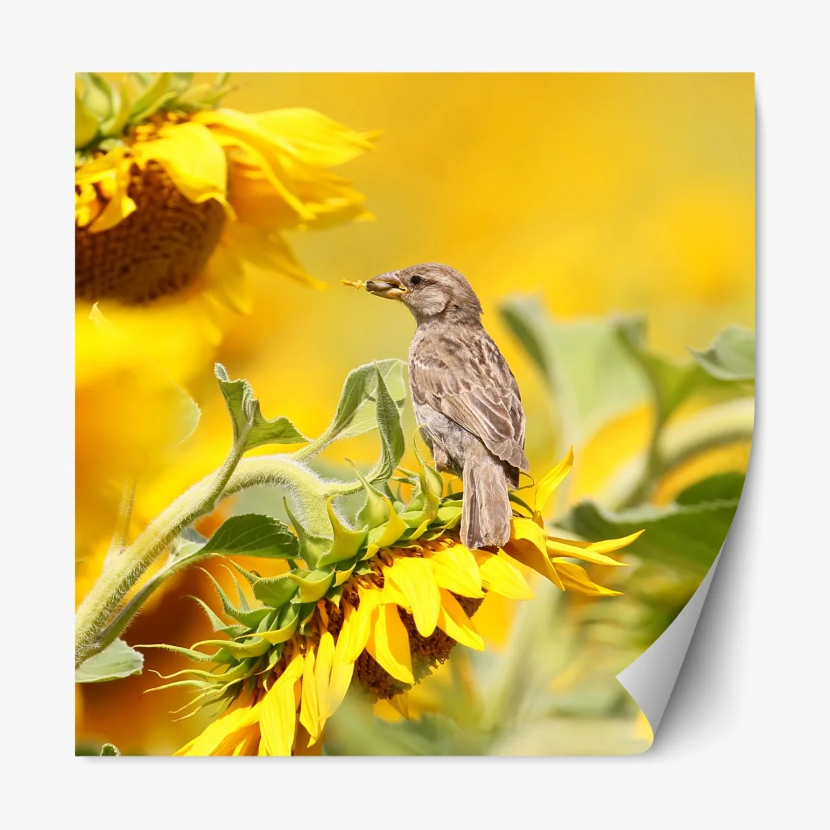 Repositionierbarer Aufkleber spatz auf einer sonnenblume – Wallnifity® Repositionierbarer Aufkleber spatz auf einer sonnenblume – Wallnifity®