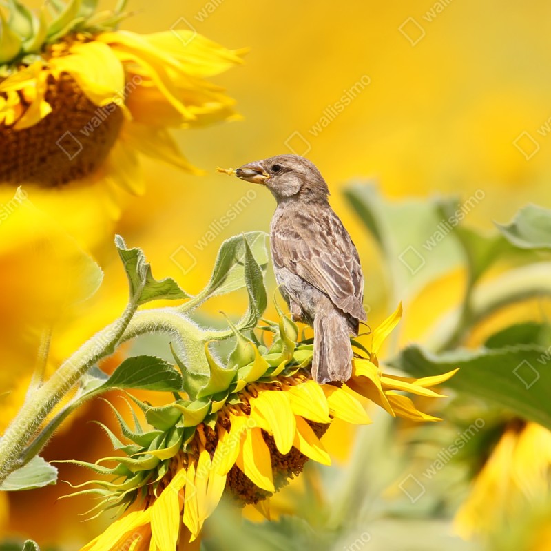 Repositionierbarer Aufkleber spatz auf einer sonnenblume – Wallnifity® Repositionierbarer Aufkleber spatz auf einer sonnenblume – Wallnifity®