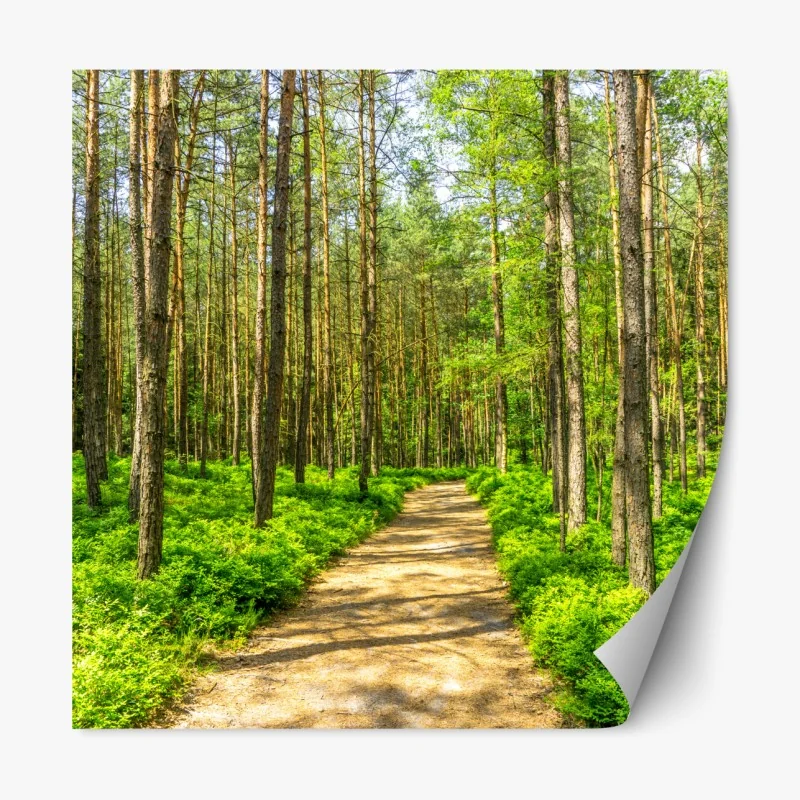 Repositionierbarer Aufkleber sonniger waldweg zwischen kiefern