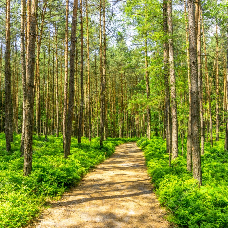 Repositionierbarer Aufkleber sonniger waldweg zwischen kiefern – Wallnifity® Repositionierbarer Aufkleber sonniger waldweg zwischen kiefern – Wallnifity®