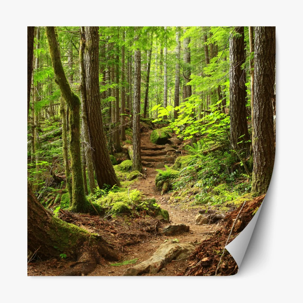 Repositionierbarer Aufkleber moosiger waldpfad – Wallnifity®