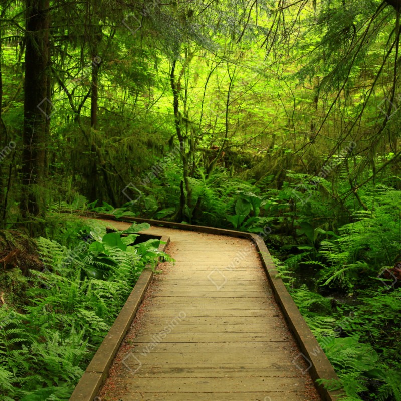 Repositionierbarer Aufkleber ruhiger grüner waldsteg – Wallnifity® Repositionierbarer Aufkleber ruhiger grüner waldsteg – Wallnifity®