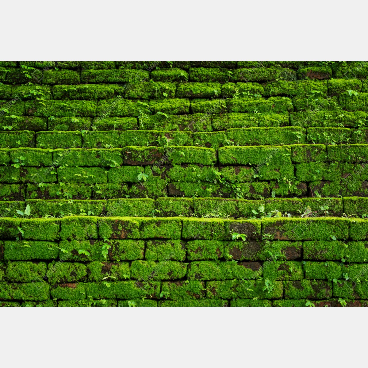 Repositionierbarer Aufkleber üppige moosbedeckte ziegelwand – Wallnifity® Repositionierbarer Aufkleber üppige moosbedeckte ziegelwand – Wallnifity®