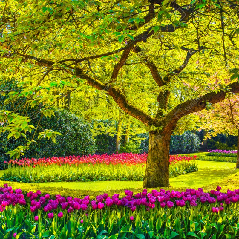 Repositionierbarer Aufkleber bunter tulpengarten in Keukenhof – Wallnifity® Repositionierbarer Aufkleber bunter tulpengarten in Keukenhof – Wallnifity®