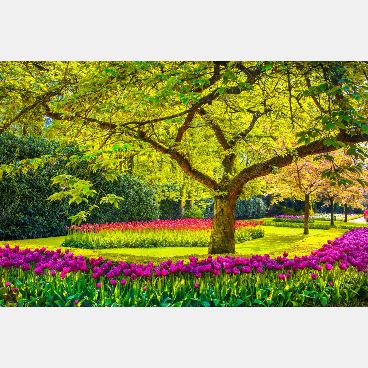 Repositionierbarer Aufkleber bunter tulpengarten in Keukenhof – Wallnifity® Repositionierbarer Aufkleber bunter tulpengarten in Keukenhof – Wallnifity®