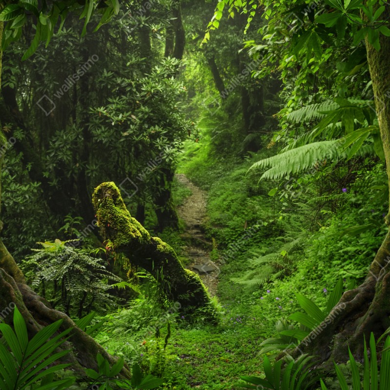 Repositionierbarer Aufkleber verzauberter moosiger waldpfad – Wallnifity® Repositionierbarer Aufkleber verzauberter moosiger waldpfad – Wallnifity®