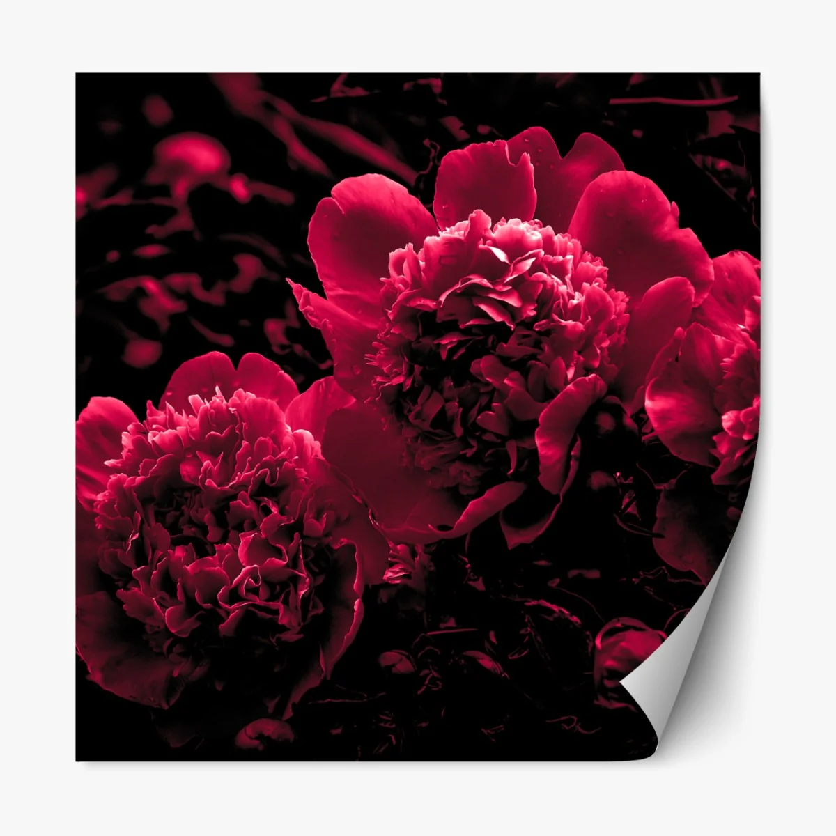 Repositionierbarer Aufkleber stimmungsvolle rosa pfingstrosen – Wallnifity® Repositionierbarer Aufkleber stimmungsvolle rosa pfingstrosen – Wallnifity®