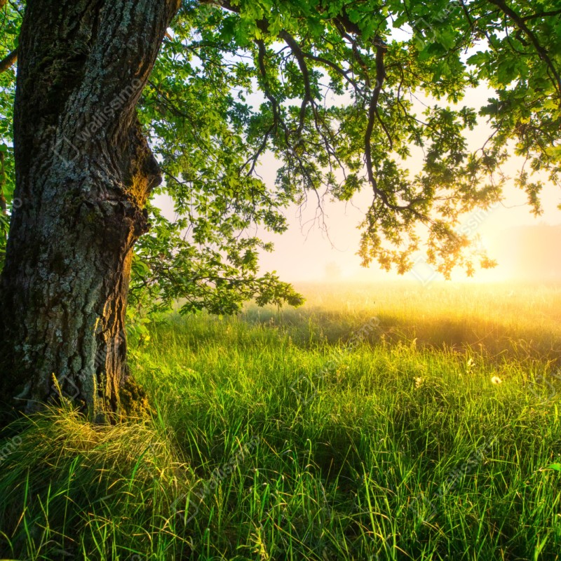 Repositionierbarer Aufkleber morgendliche eiche auf sonnenbeschienener wiese – Wallnifity® Repositionierbarer Aufkleber morgendliche eiche auf sonnenbeschienener wiese – Wallnifity®