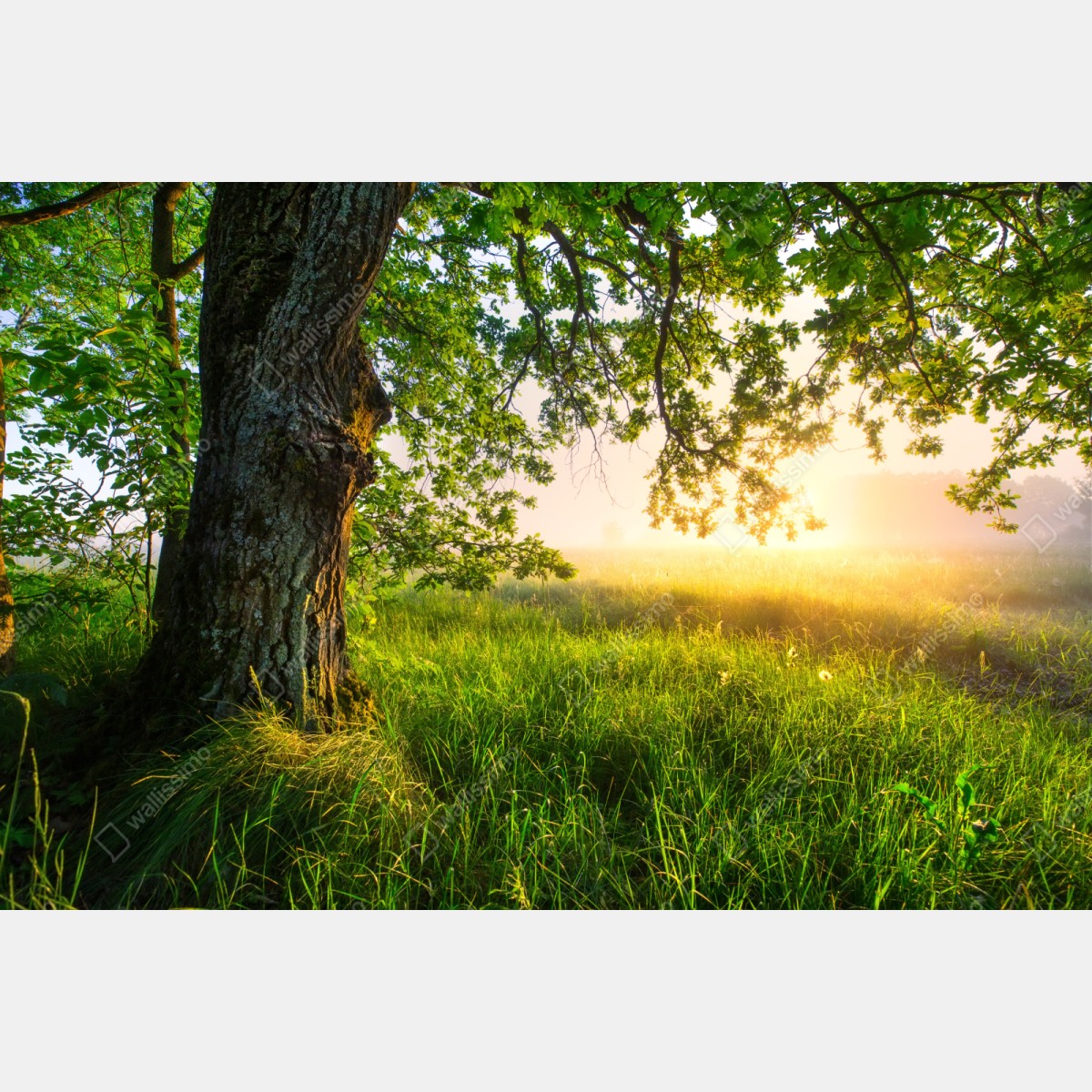 Repositionierbarer Aufkleber morgendliche eiche auf sonnenbeschienener wiese – Wallnifity® Repositionierbarer Aufkleber morgendliche eiche auf sonnenbeschienener wiese – Wallnifity®